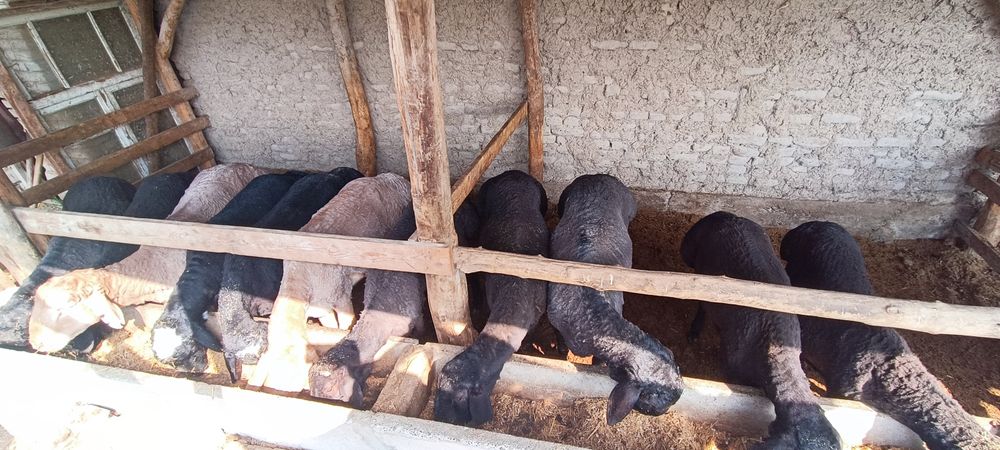 Кучкорлар сотилади