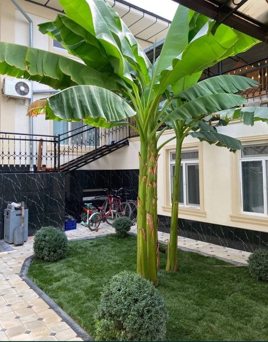 Gazon ekish tayyor ruloniviy.Urug'am bor 17000