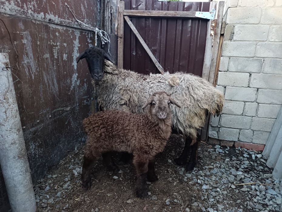 Продам овцу с ягнёнком  2 месяца курдючные