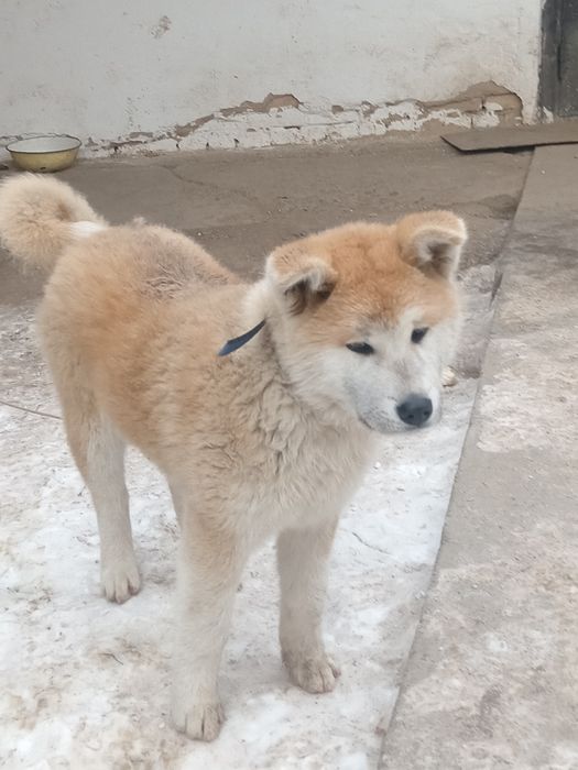 Шинок Акито кушик сатылады