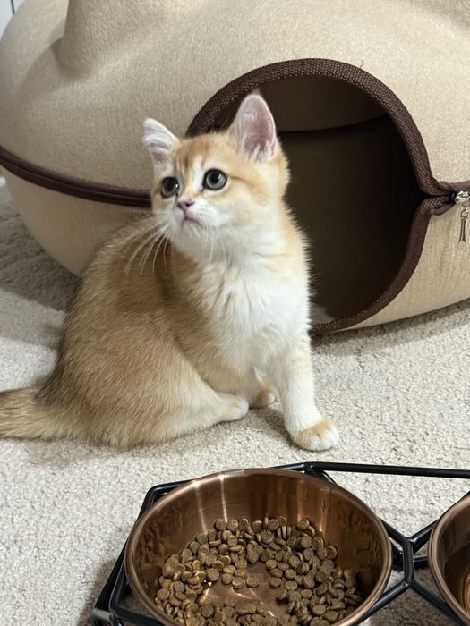 Золотая шиншилла