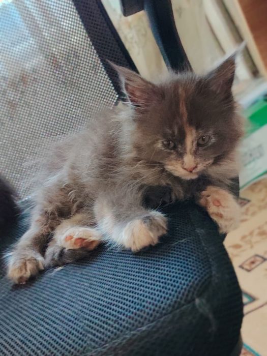 Продам кошку Мейн Кун