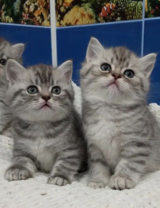 Шотландские котята