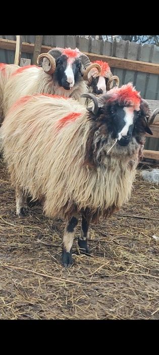 De vânzare berbeci și cârlani!