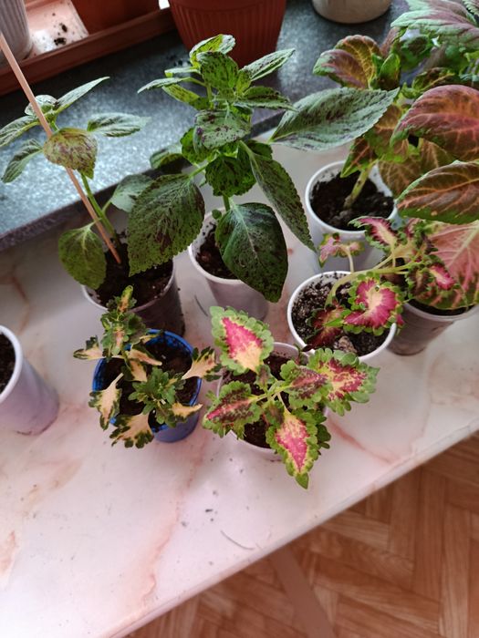 Комнатное растение. Колеус