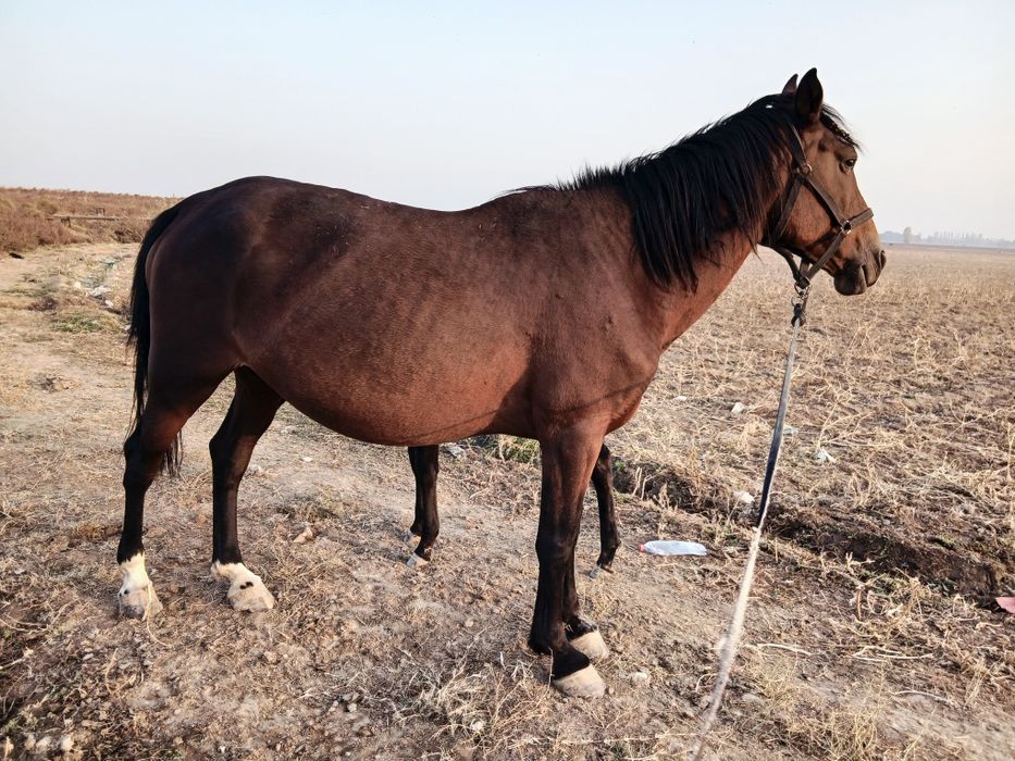 Biya sotiladi ona bola 4 chi qorin bolasi