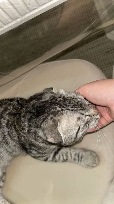 Шотландский кот пародисты