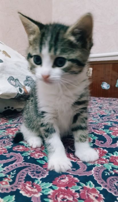 Отдам в добрые руки