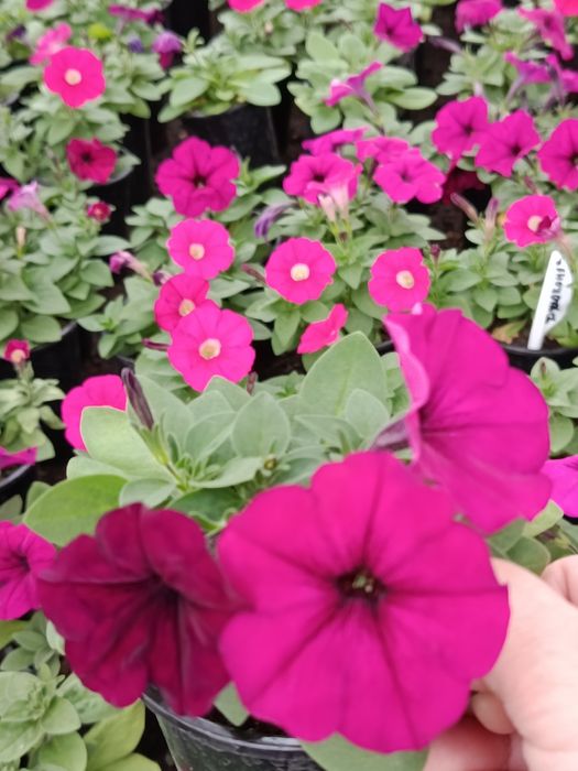 Петуния домашняя