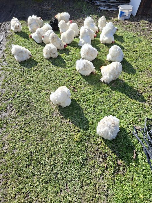 Cochinchina pitic