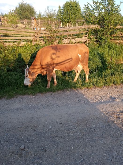 Vacă de vânzare bună de lapte