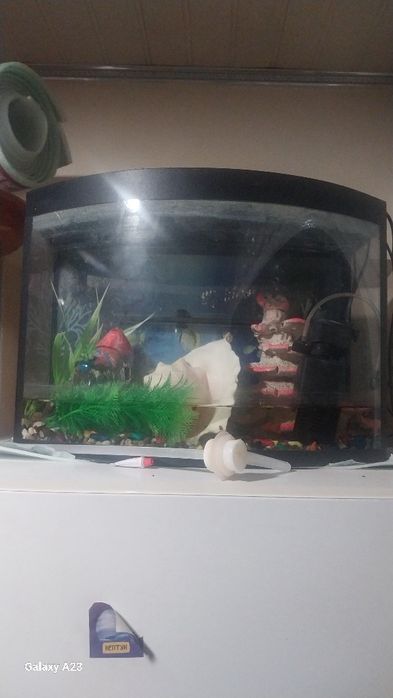 Акварум  30летр в хорошем состоянии