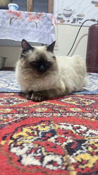 Вязка Сиамская порода чистокровная голубоглазая пушистая можем в гости