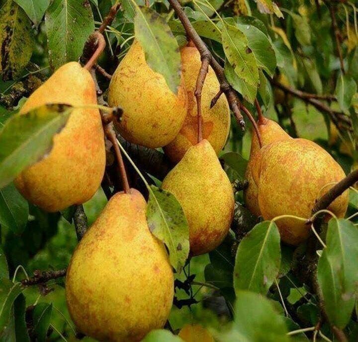 Pomi Fructiferi Pitici Dwarf (Păr ) LA GHIVECI