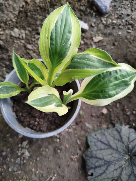 Продам.  Хосту Elow Polka