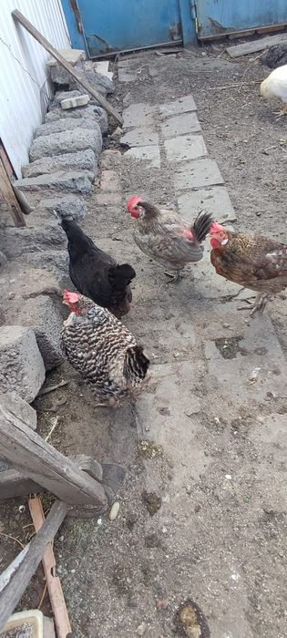 Продам кур несушек , домашние