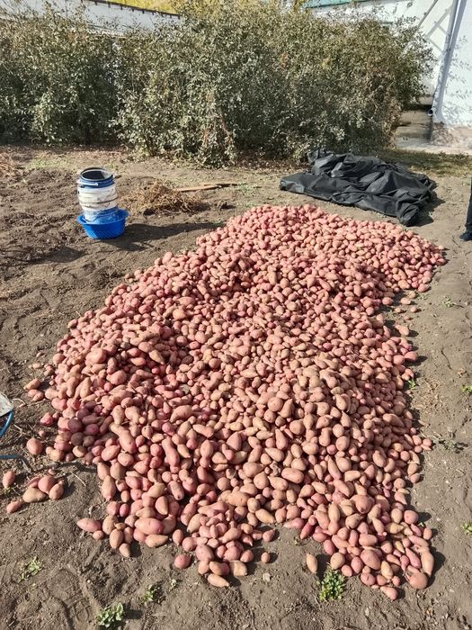 Картофель домашний