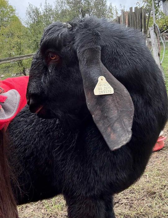 Vand tap Anglo Nubian 1,8 ani cu pedigree emis de Caprirom