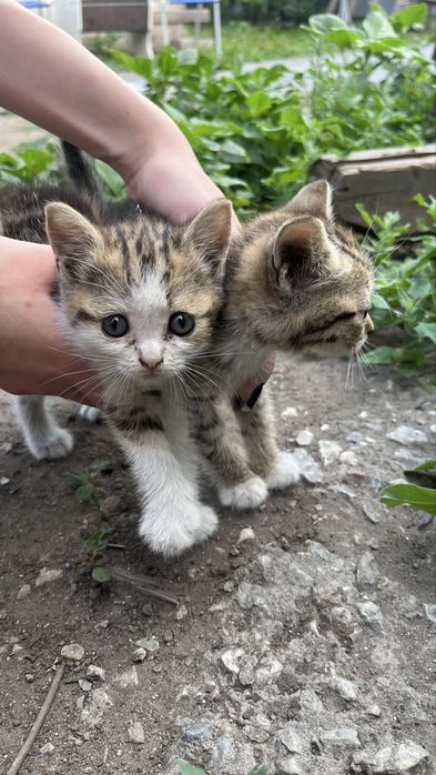 Отдам в хорошие руки!