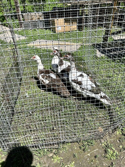 Продаются молодые уточки