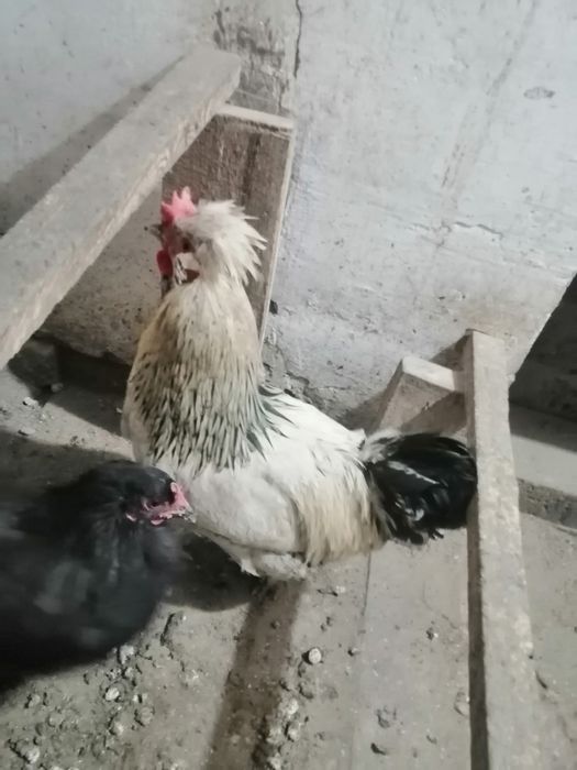 Продам или поменяю петуха.