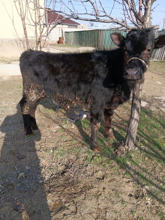 Продам бычка. Бұқа сатылады.