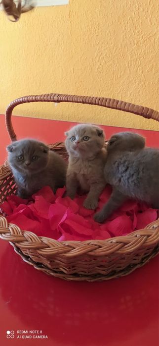 Шотландские котята