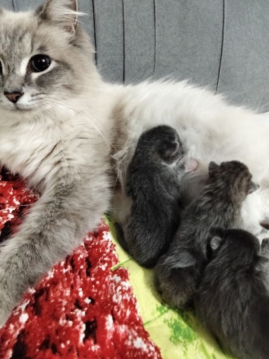 Котята в добрые руки