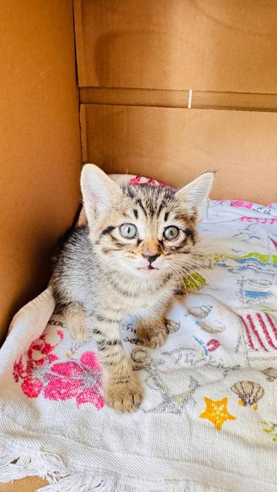 Котенок в Дар только в Ташкент