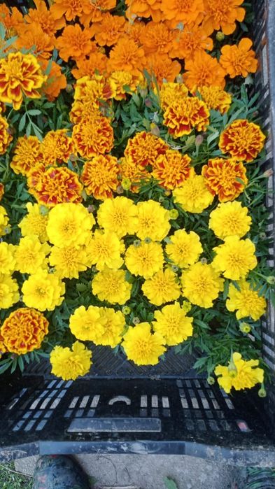 Цветы питуния и бархатцы