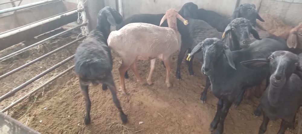 Қой сатылыды семіз