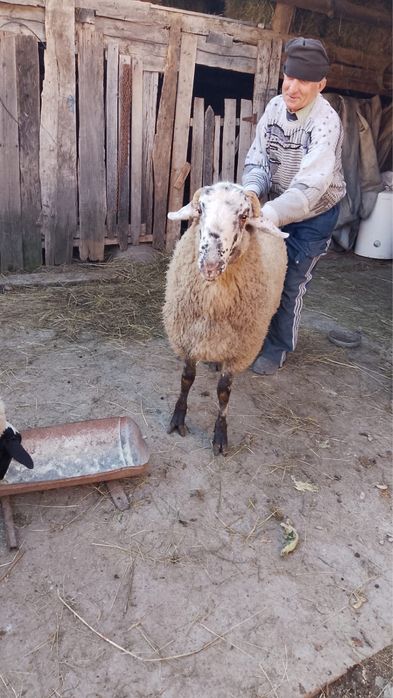 Berbec de vânzare – rasă Assaf