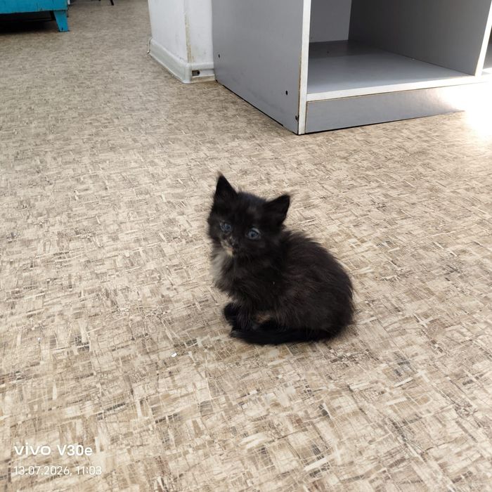 Отдам Котят добрые руки