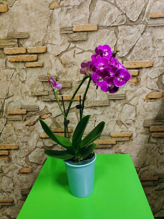 Phalaenopsis Орхидеи