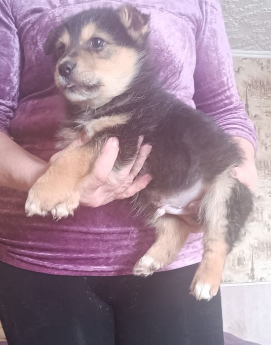 Отдам даром щенков, мальчик и девочка