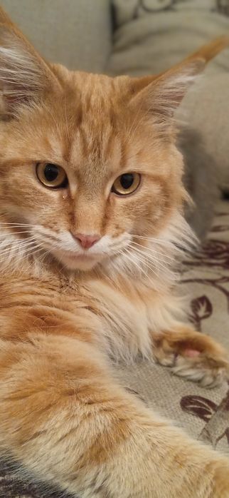 Продам котят Мейн Кун