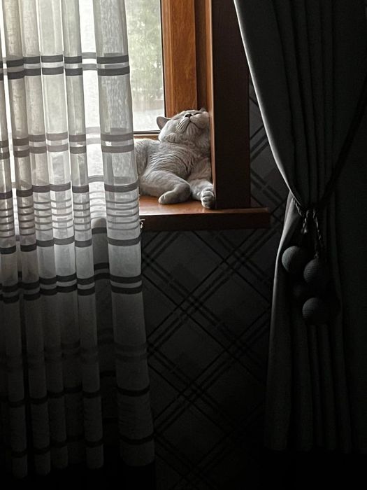 Британские котята