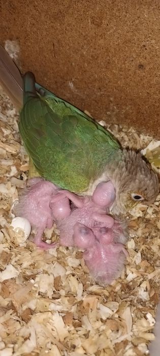 Двойки Папагали пирури.