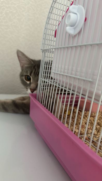 Котенок 3х месячный