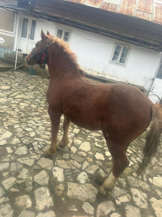 Cal de vânzare semigreu