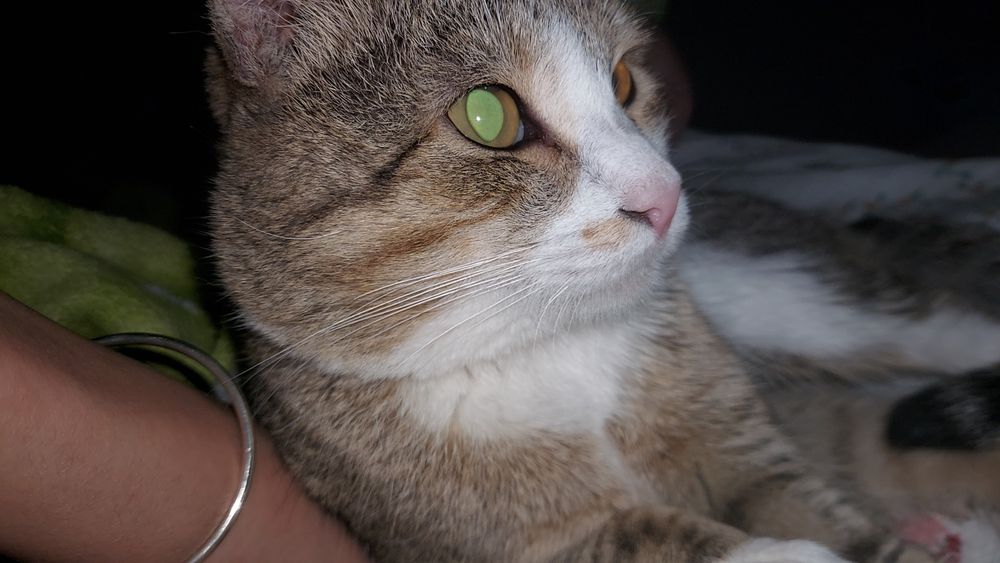 Пристраиваем кошек в добрые руки