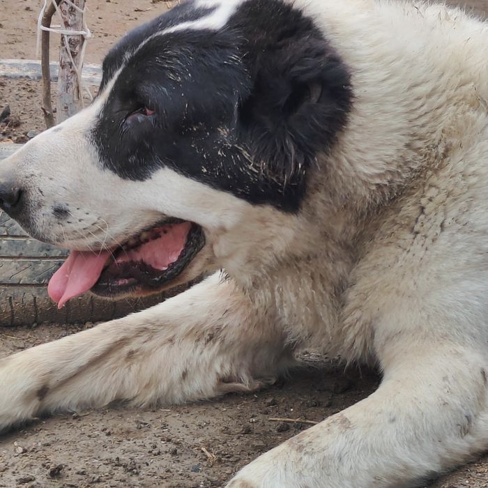 Сатылады тез арада еркек