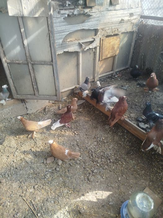 Продам голубем разных