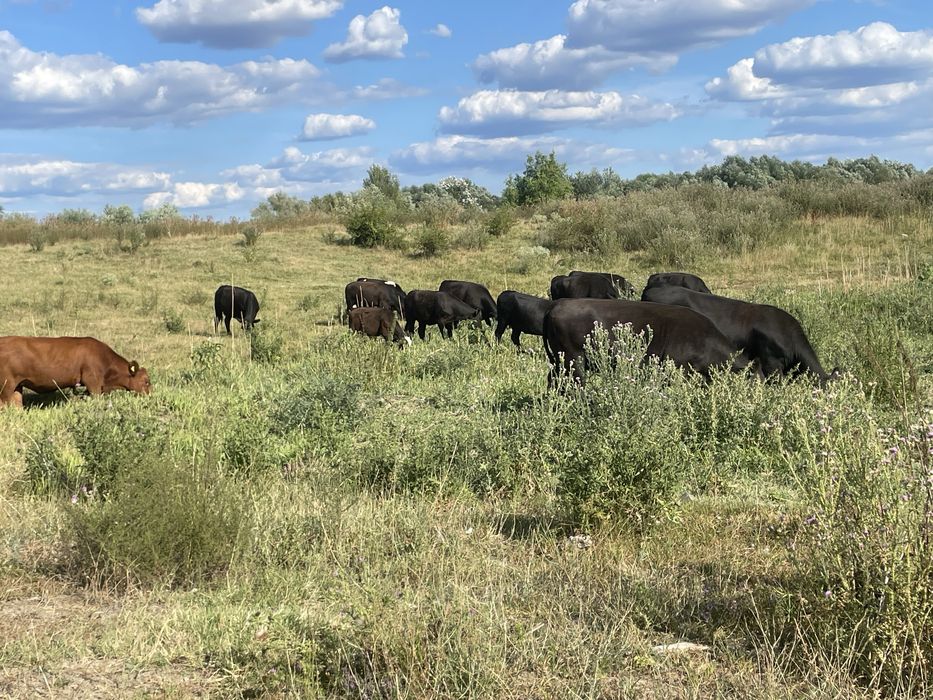 Vand vaci Black Angus