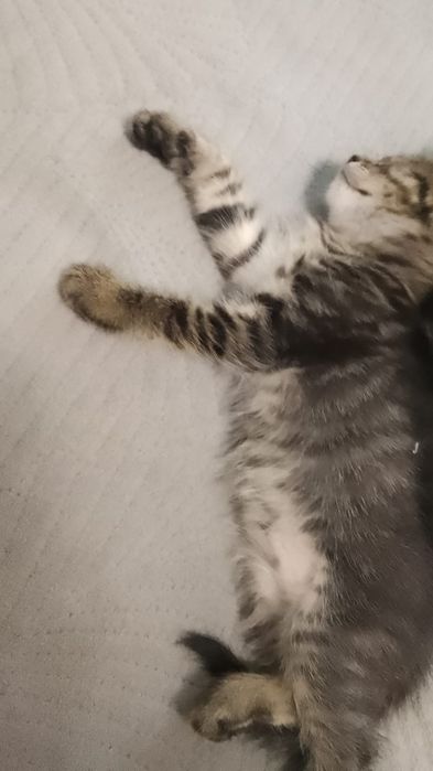 Продам котёнка мальчик