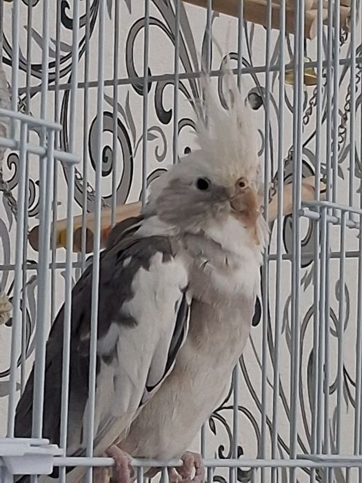 Попугай.  корелла