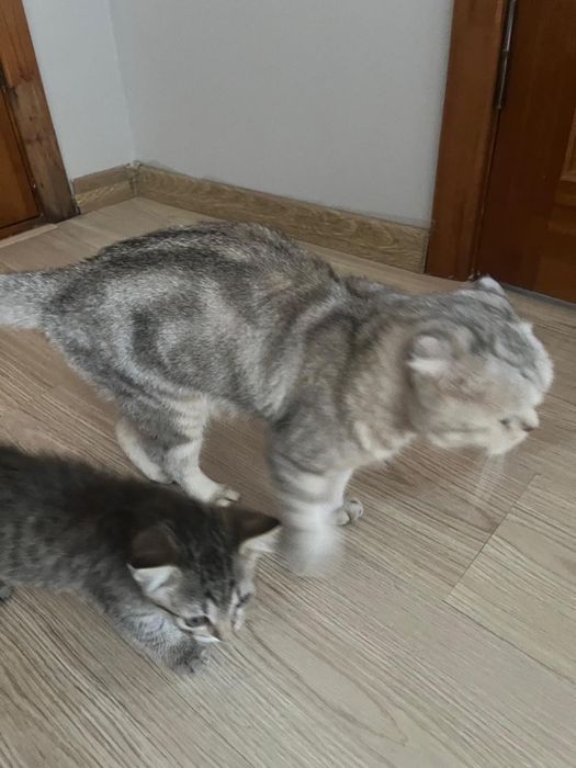 Скотиш фолд котенок