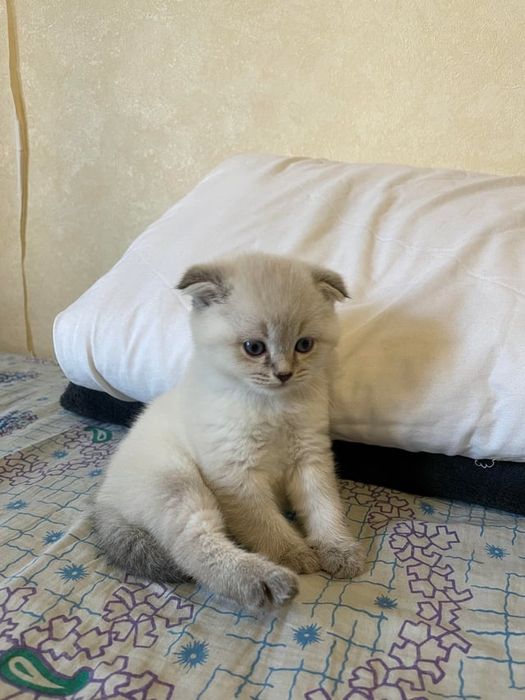 Вислоухие Шотландские котята
