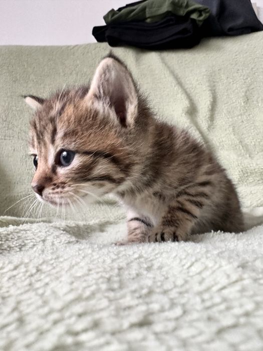 Отдам котят. Мальчики.