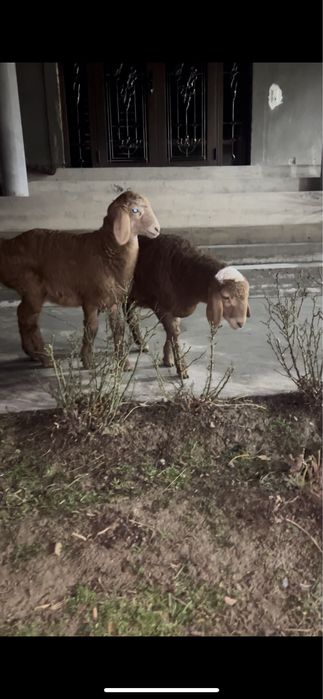 Qozichoqla sotiladi egzaklar